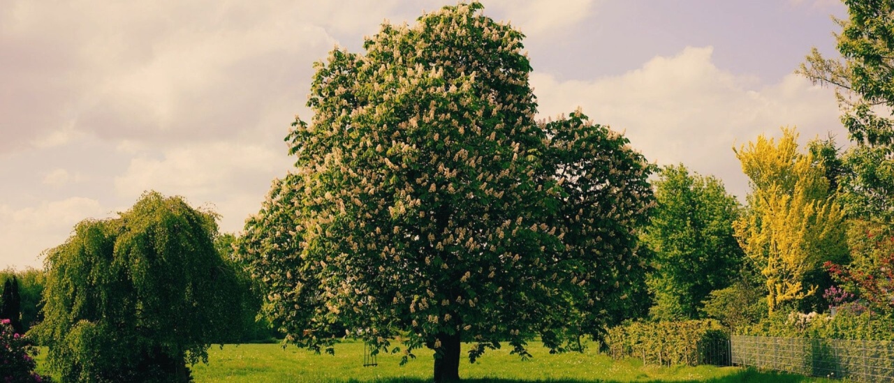 La pianta del mese di Luglio: il Castagno