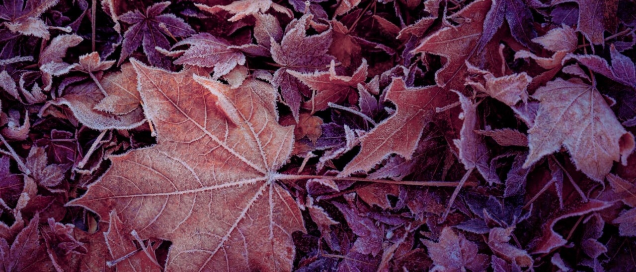 La pianta del mese di Dicembre: l'Acero di Fobos