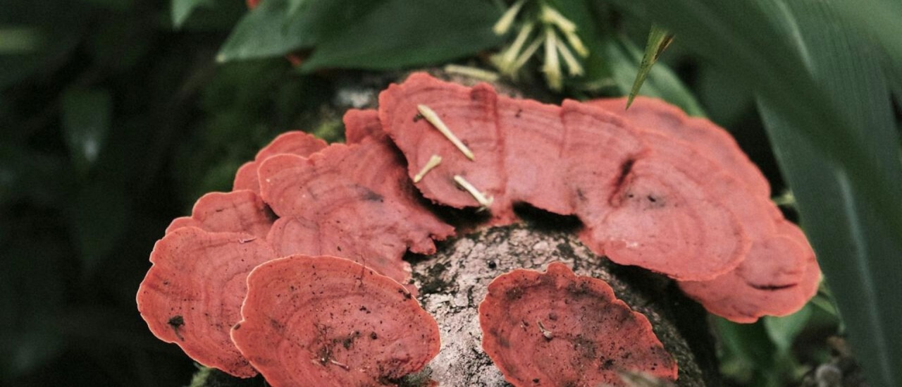 Che cosa fare prima di assumere Funghi Medicinali?