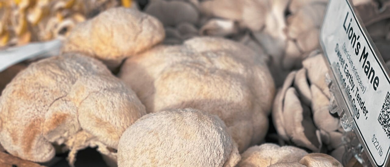 Che cosa fare prima di assumere Funghi Medicinali?