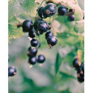 La pianta del mese di Febbraio: il Ribes Nero