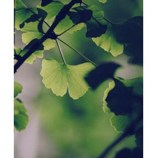 La pianta del mese di Giugno: il Ginkgo