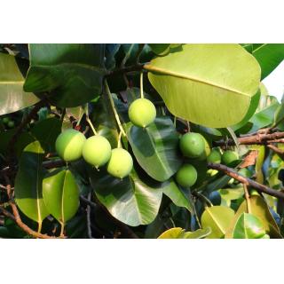 Essenthya Olio Vegetale di Calophylla o Tamanu 30ml