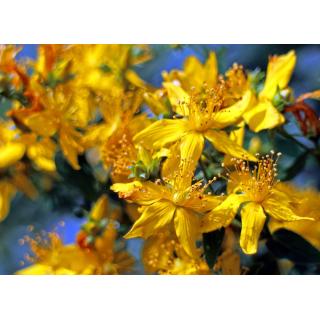 Essenthya Olio Vegetale di Iperico Bio 50ml