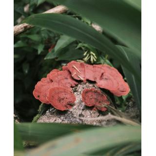 Che cosa fare prima di assumere Funghi Medicinali?